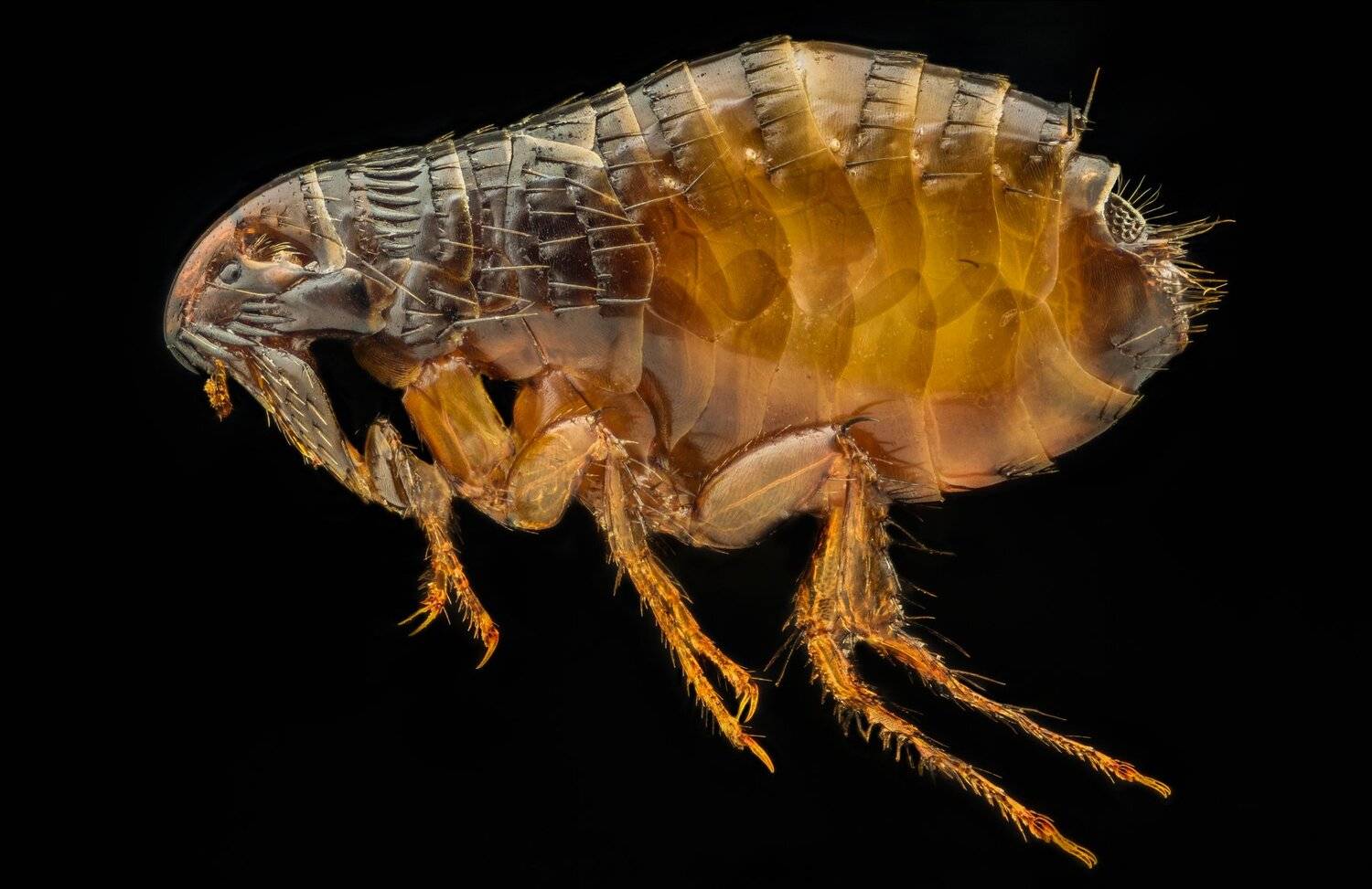 ceclii, macro, extrememacro, nikon d3400, semiplan 6.3, Tsvetan Ganev