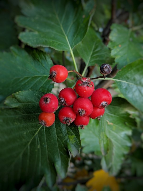 рябина,осень,макро,красный,цвет,листья,сентябрь,осень,плоды, R E D & G R E E N фото превью