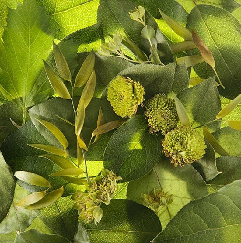 зеленный, цветы * фото превью