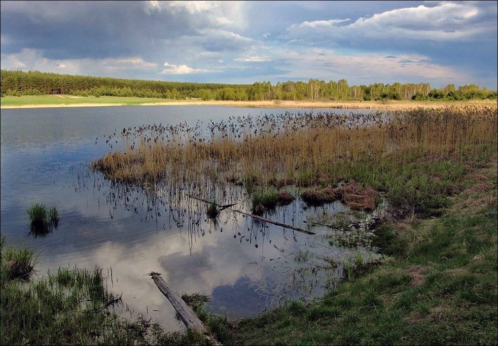 рязанщина, весна, озеро, берег, Тарасов Алексей