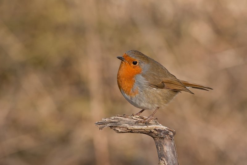 robin фото превью