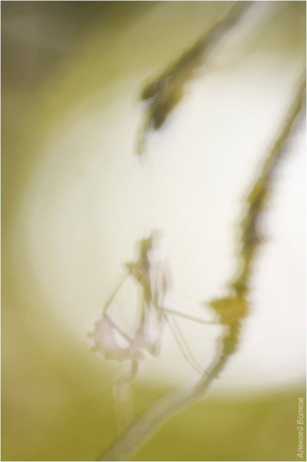 эмпуза полосатая, empusa fasciata, Алексей Волков