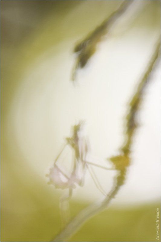 эмпуза полосатая, empusa fasciata Призрак в конце светового туннеля фото превью