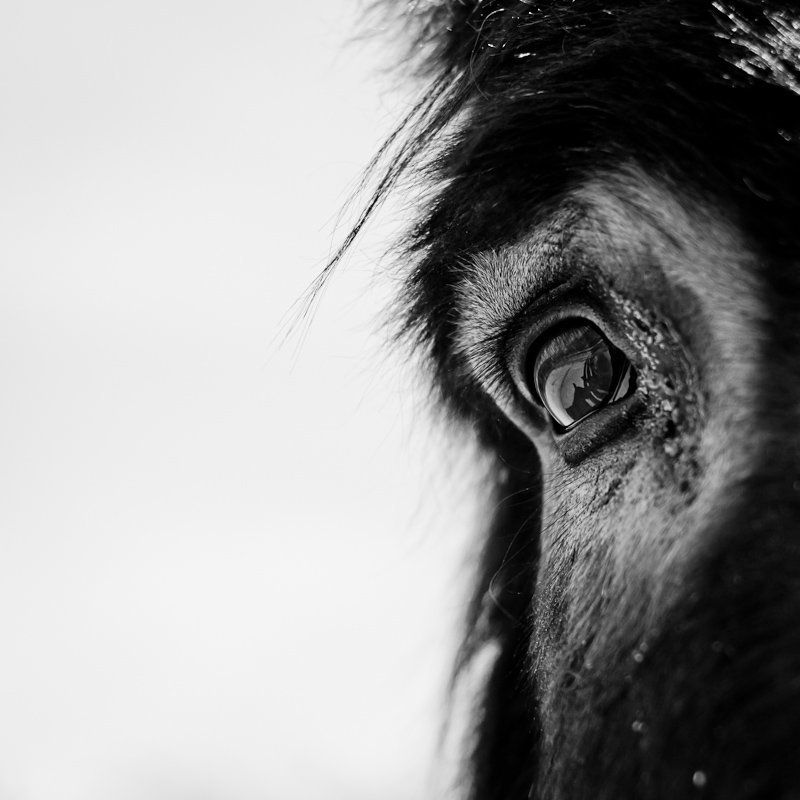Animal 01 фото превью