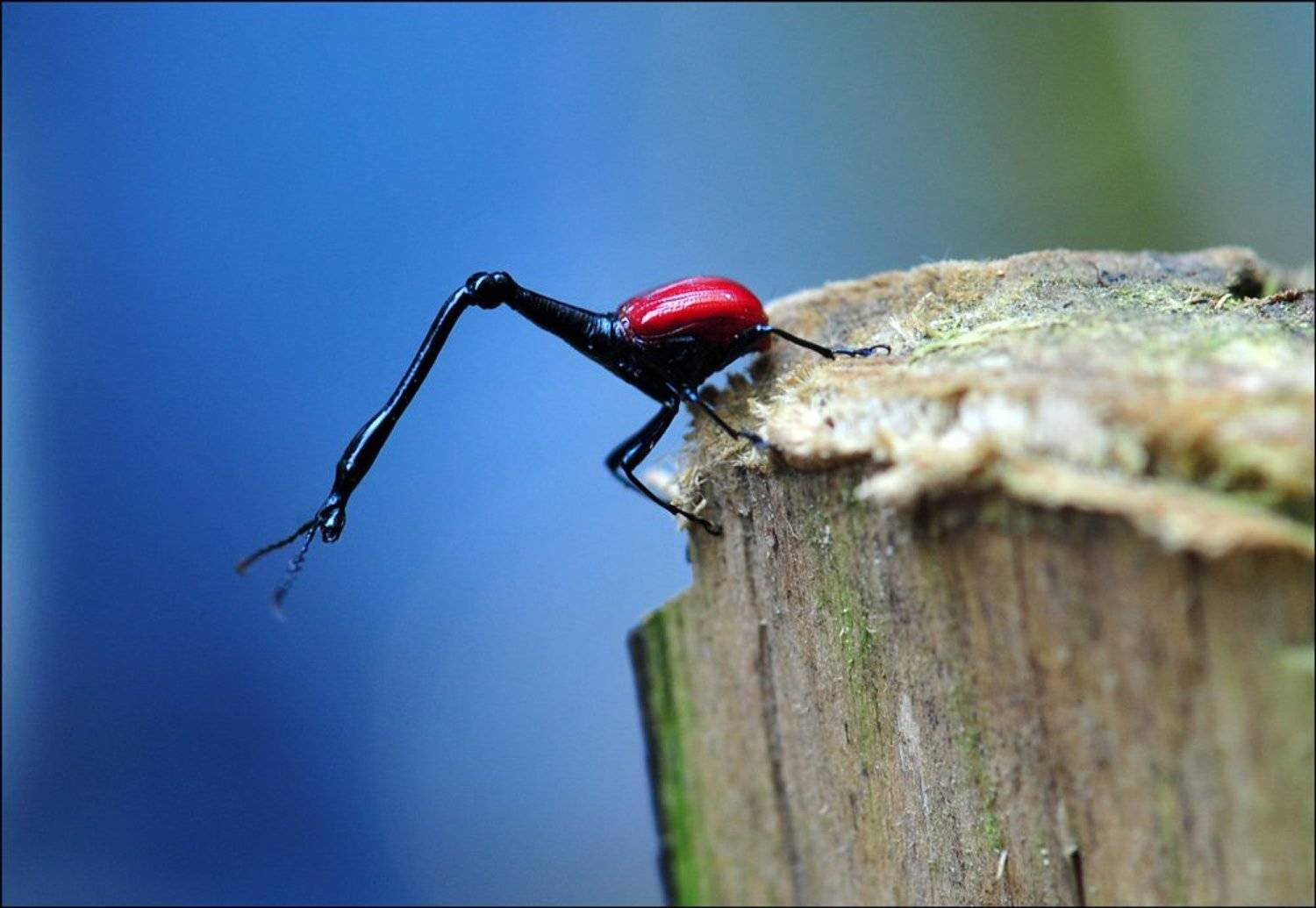 жук-жираф, мадагаскар, Сотсков Николай