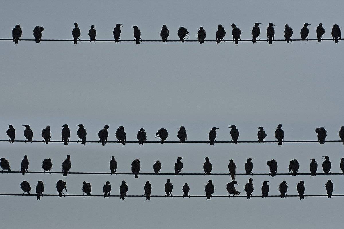 , Качурин Алексей