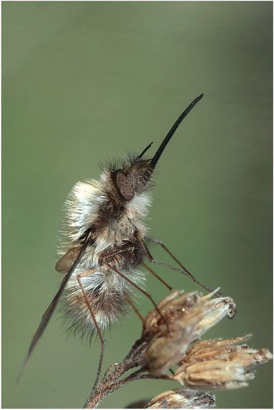 жужжало, bombylius, Леонид