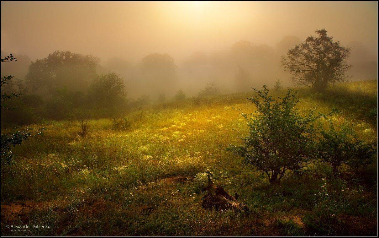 утро, туман, дубы, Александр Киценко