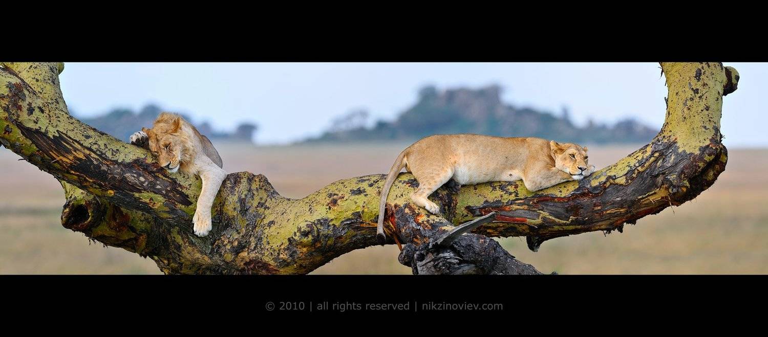 лев, львица, дикая природа, африка, животные, зиновьев николай, Николай Зиновьев