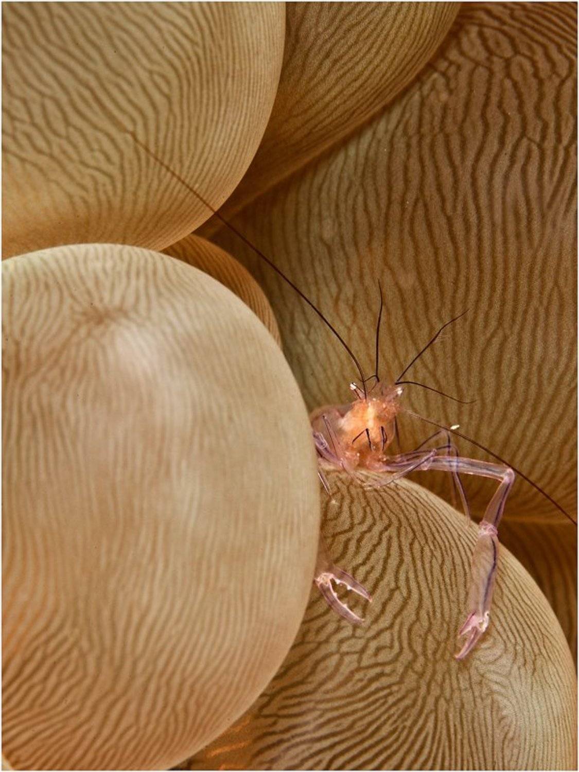 , Олег Федин