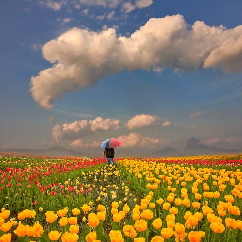 yellow, field, sky, flowers, red, old, tree, bench, woman, alone, mounting, tulip, seating The butterfly from my head фото превью