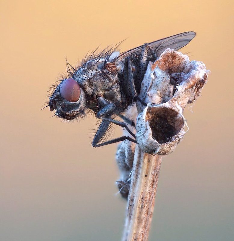 весенняя муха фото превью
