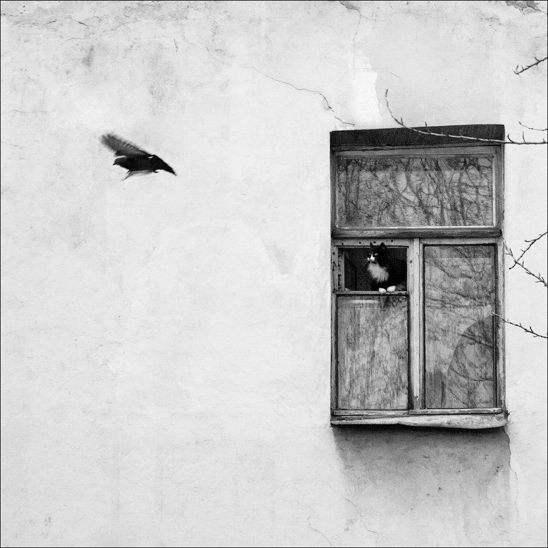 Улетающий обед фото превью