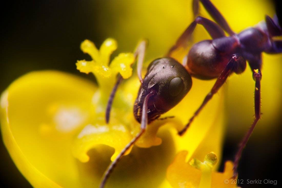ant, flower, macro, closeup, nikon, art, tiny, cute, nature, face, legs, head, small, zoom, prime lens, softbox, reflactions, pictures, extension tube, d80, bug, insect, chernivtsi, ukraine, serkiz oleg, серкиз олег, Oleg Serkiz