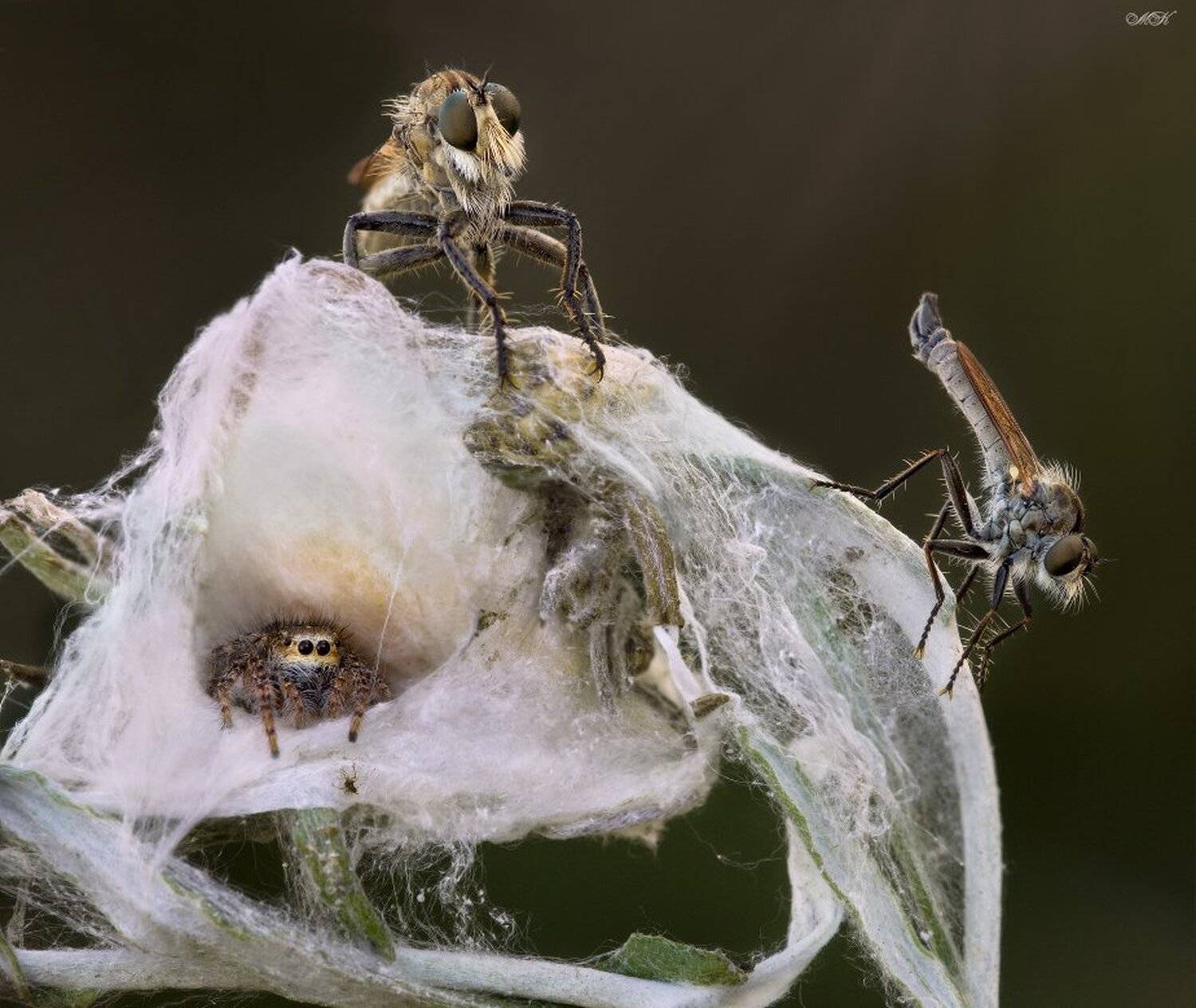 ктырь, паук-скакун, гнездо, Miron Karlinsky