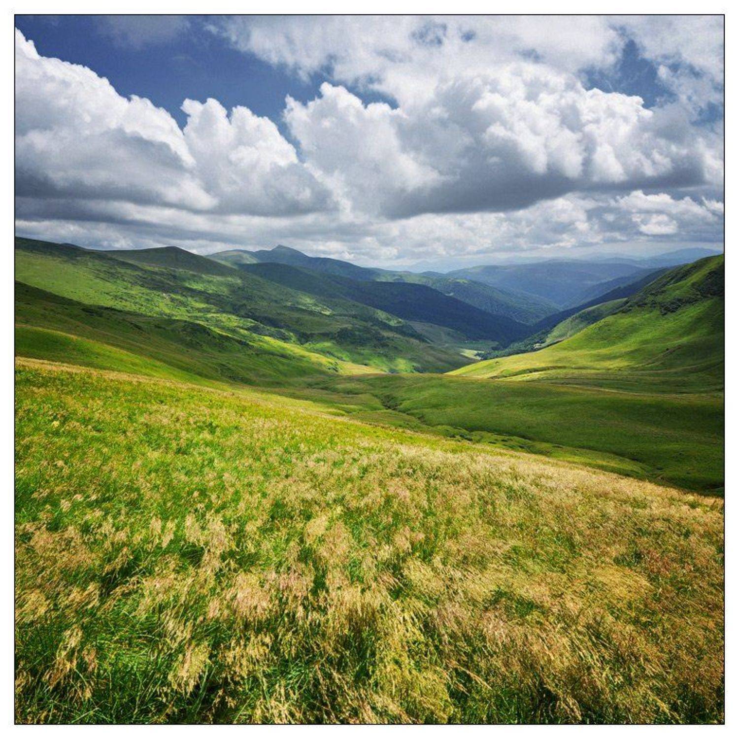 , Денис Кривой