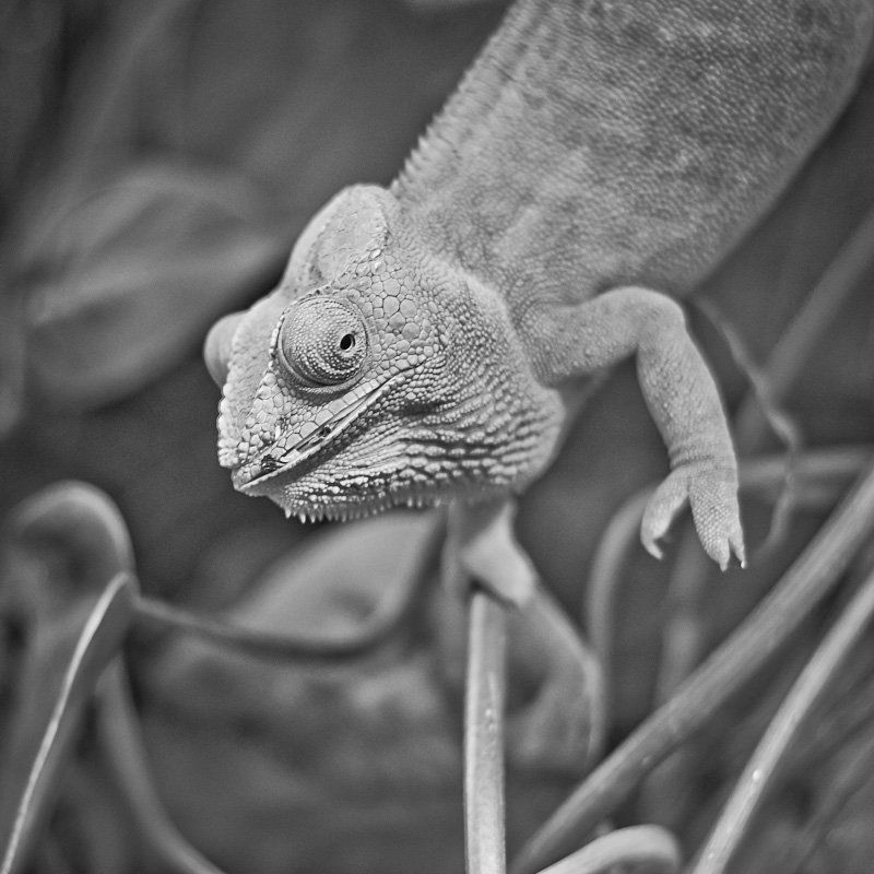 Animal 03 фото превью