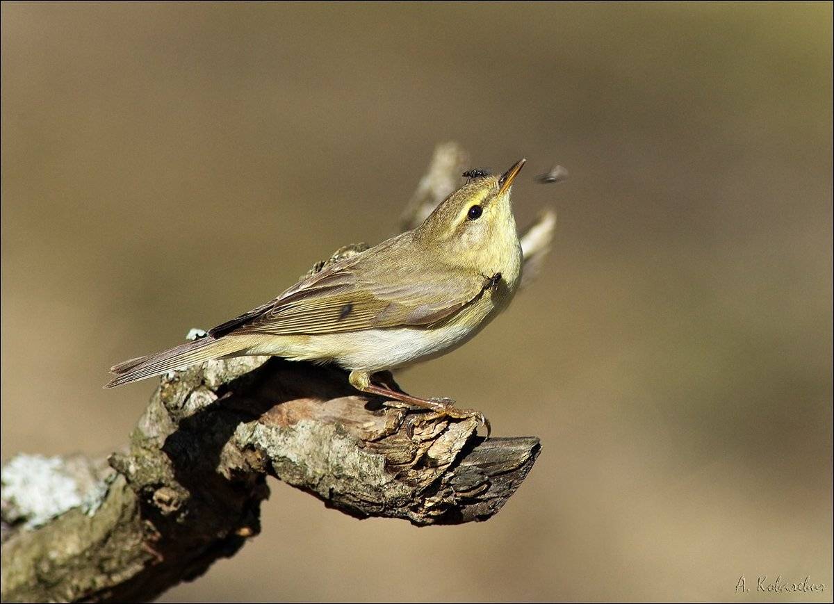 пеночка-весничка, Ковалевич А.