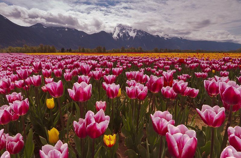 Праздник цветов фото превью