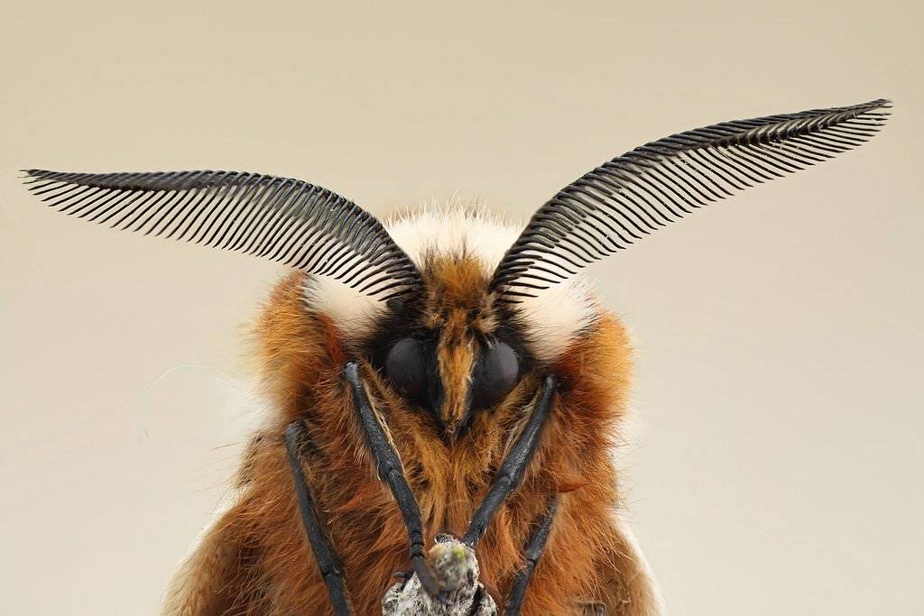 шелкопряд, берёзовый, (endromis, versicolora), Сергей Таланов