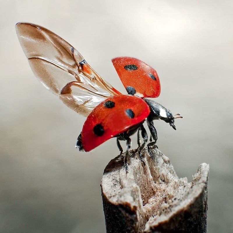 ПА - крылом!!! фото превью