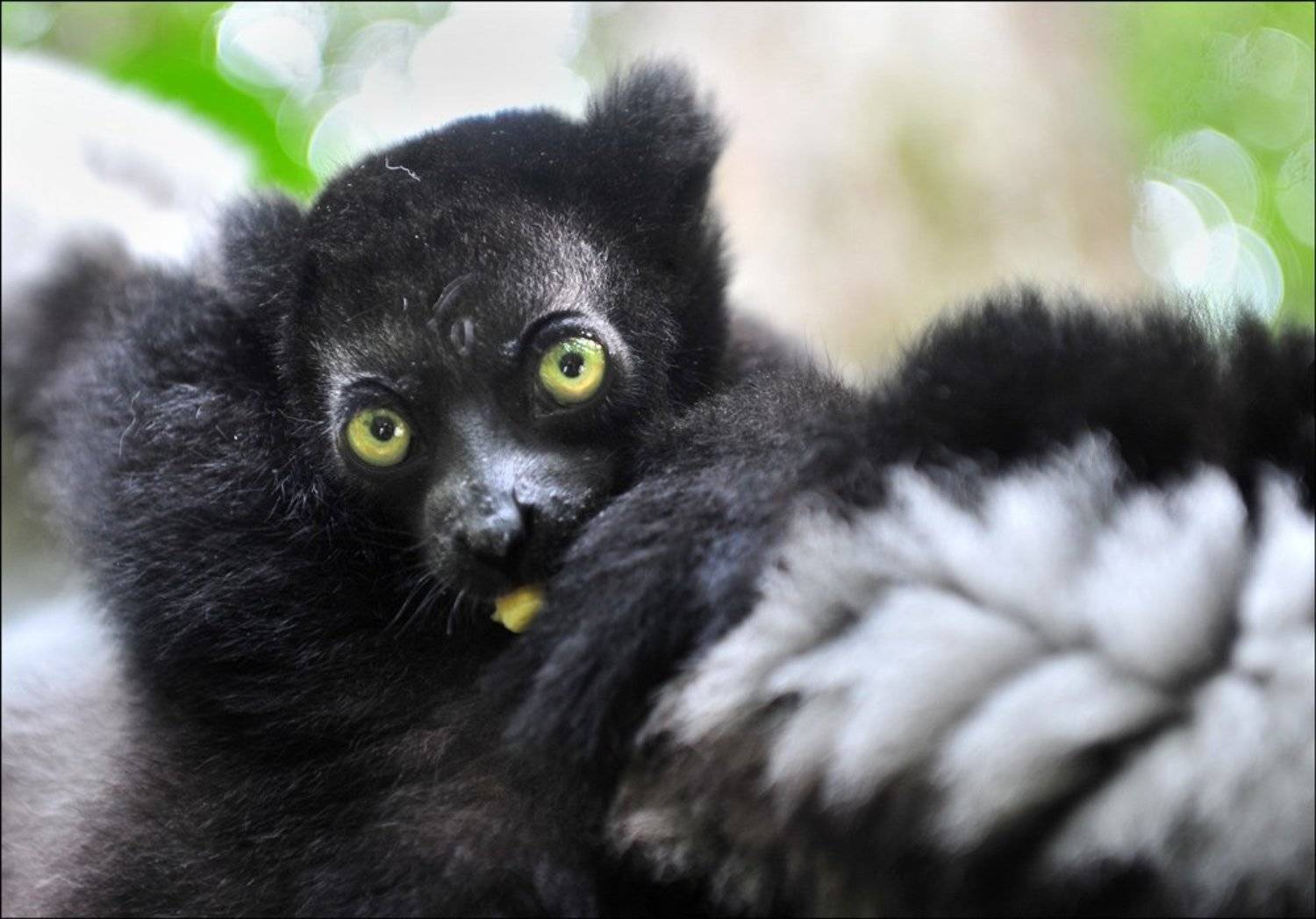 индри, животные, мадагаскар, Сотсков Николай