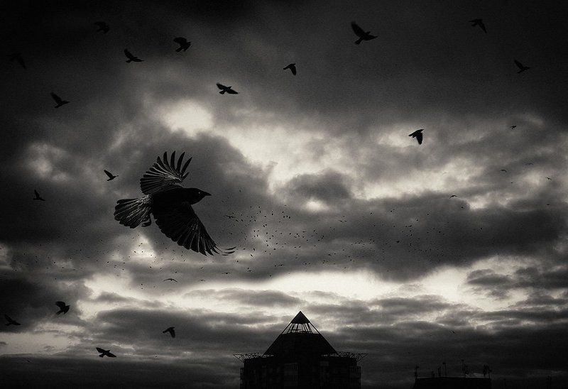 вороны, небо Вороны фото превью