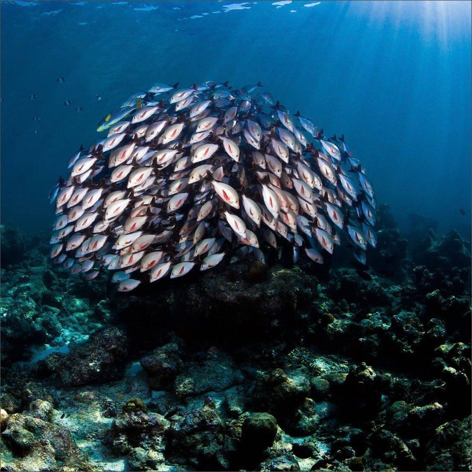 круговая, Нетушки