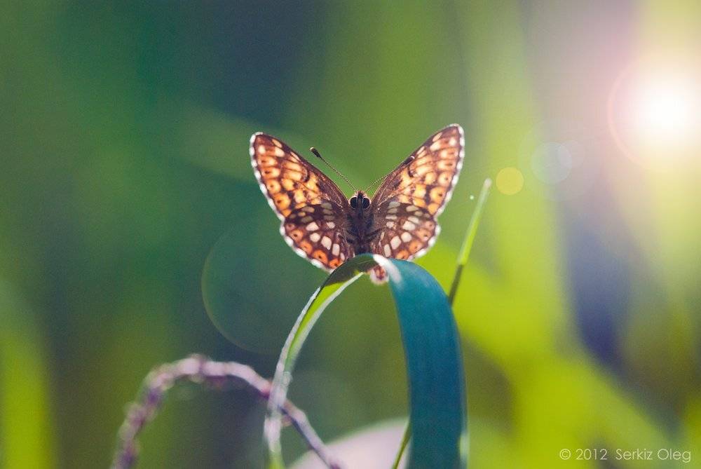 hamearis lucina,butterfly, macro, nature, nikon d80, sigma 150mm f2.8 apo macro, serkiz oleg, серкиз олег, Oleg Serkiz