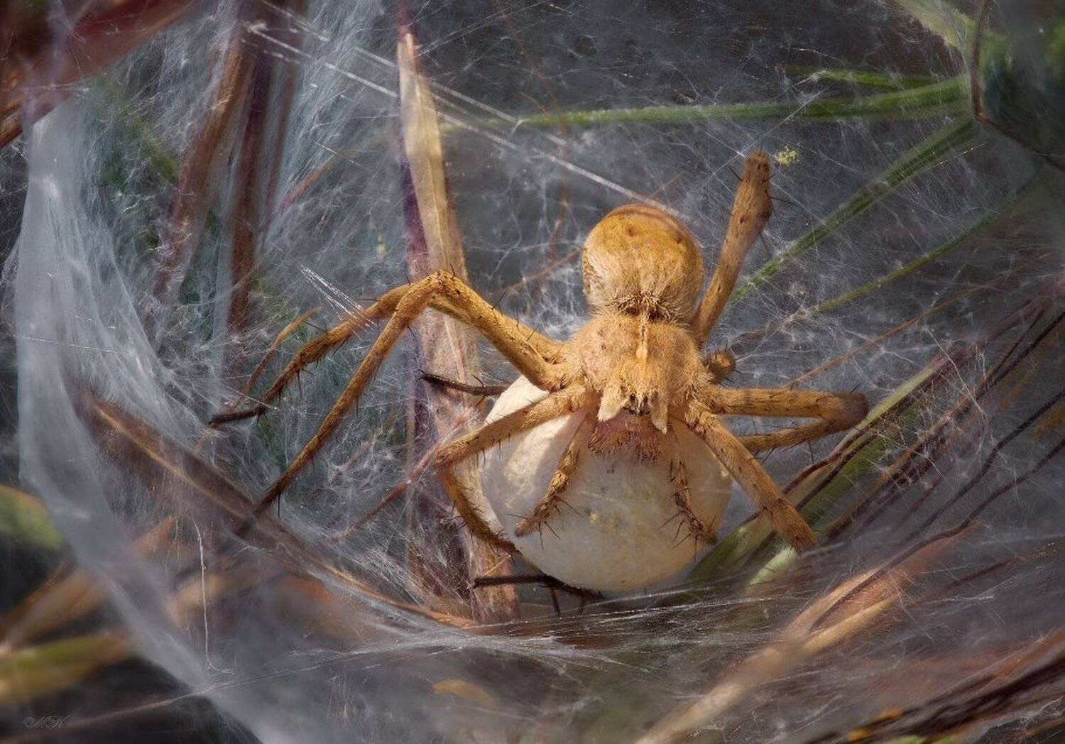 самка, паука-волка, в, гнезде, с, кладкой-коконом, Miron Karlinsky