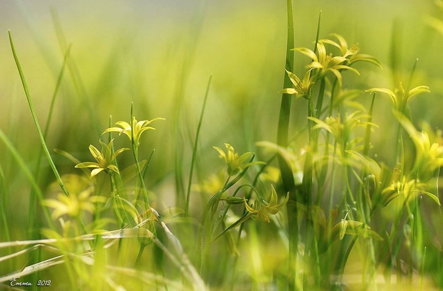 природа, весна, трава, цветы, етти