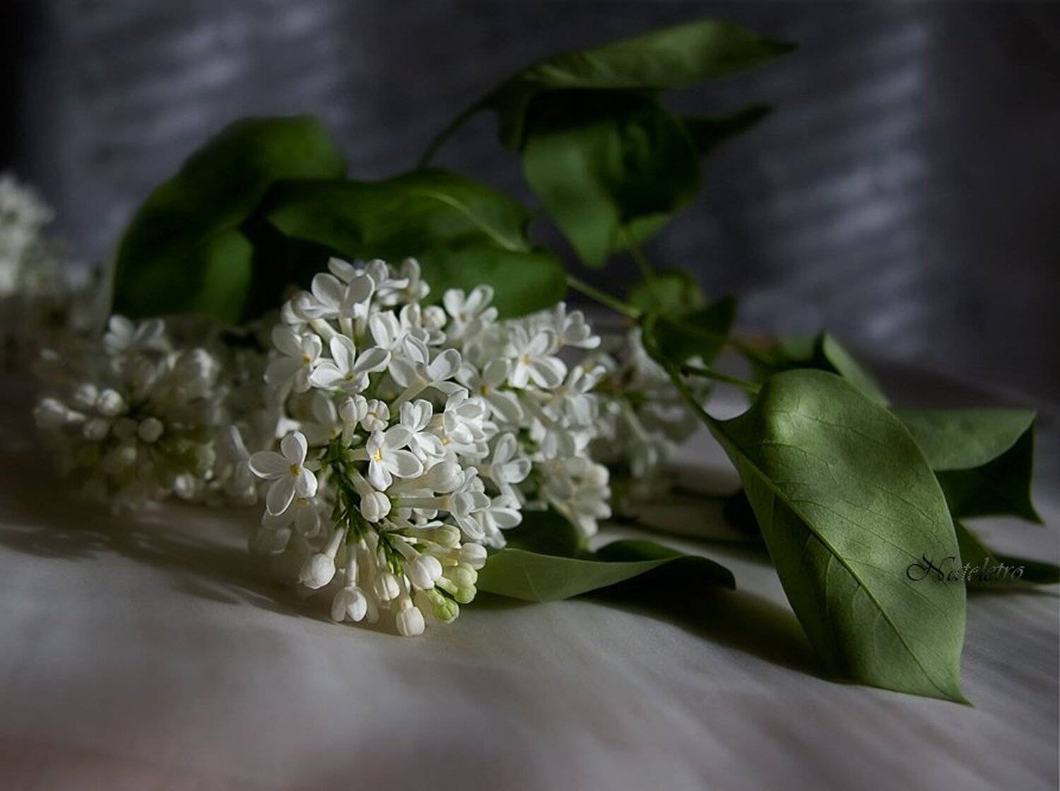 сирень, Наталья Кузнецова (Nateletro)