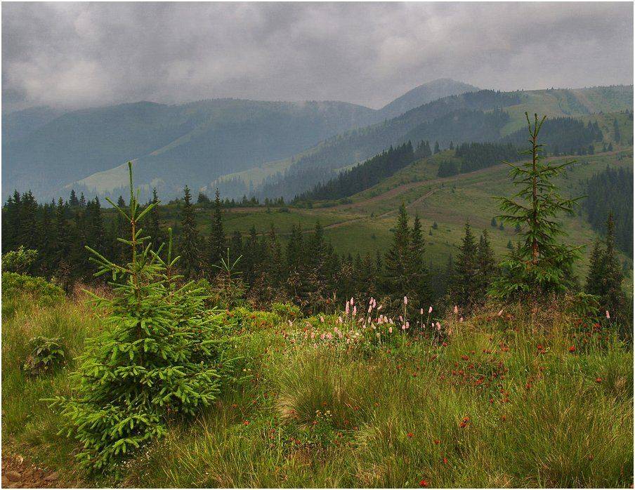 карпаты, vlad