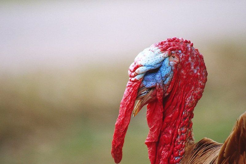 На карнавал фото превью