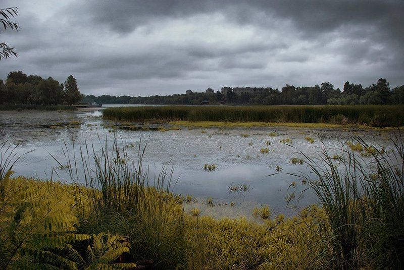 болото,	 залив,	 лес, небо,	 черта города, экология. Поединок... фото превью