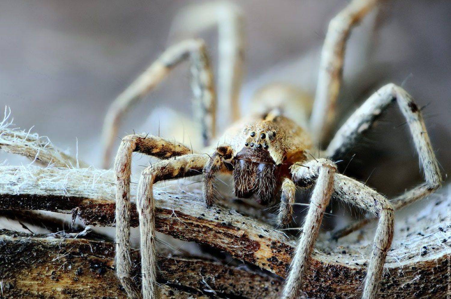 макро, паук, стекинг, Бычков Денис