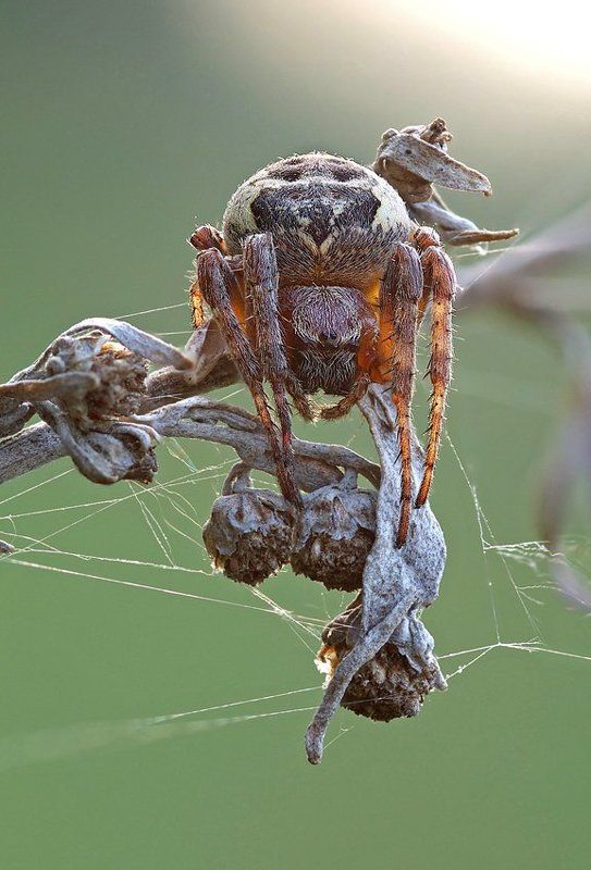 апрельским утром фото превью