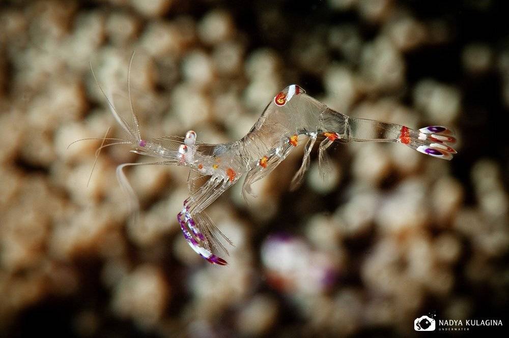 underwater, macro, shrimp, Nadya Kulagina