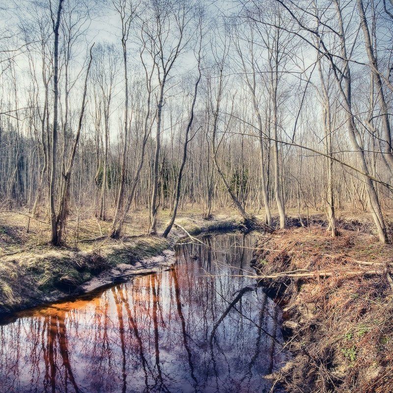река, бикложа, лес, отражение, стволы, дно | Лесная река | фото превью