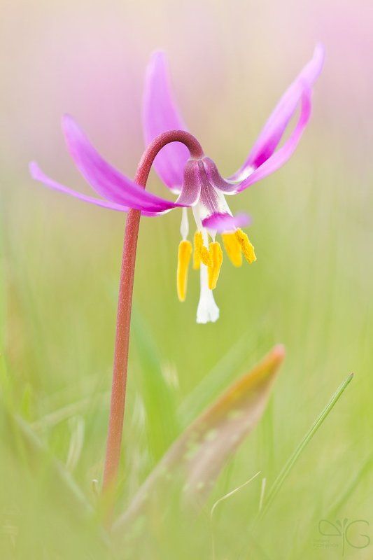 весна, цветок, кандык, ботанический, сад, еrythronium, dens-canis, flower, spring, botanical, garden Кандык собачий зуб фото превью