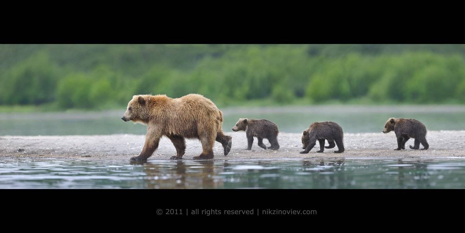 медведица, медвежата, камчатка, курильское озеро, дикая природа, россия, николай зиновьев, Николай Зиновьев