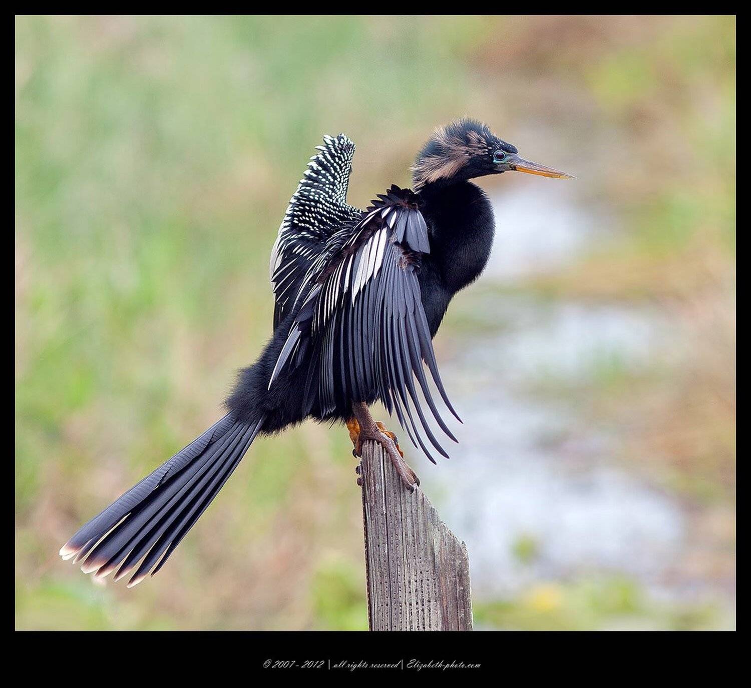 anhinga, американская змеешейка, Elizabeth Etkind