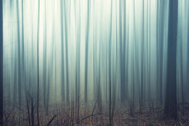 россия, пейзаж, лес, туман, трава, дерево, утро, dyadyavasya Заколдованный лес фото превью