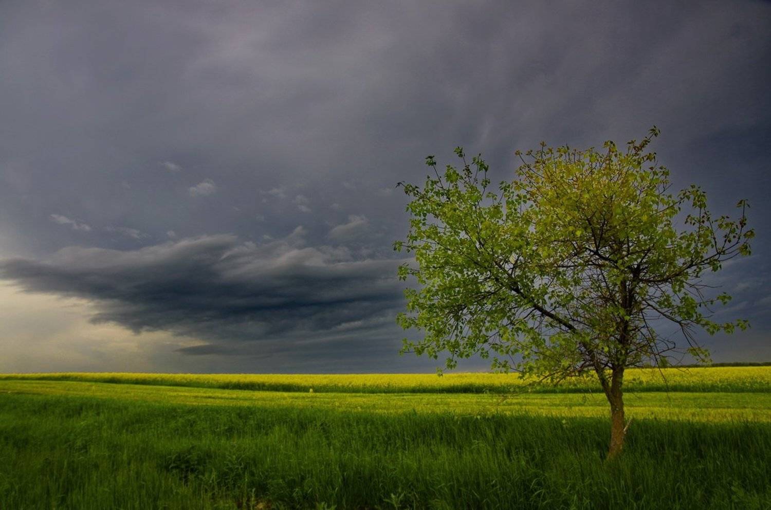 тучи, небо, дерево, поле, Арсен Алабердов