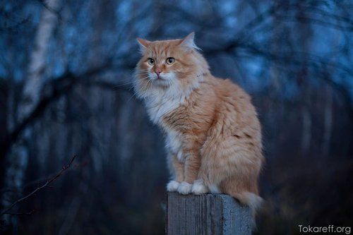 Рыжий кот