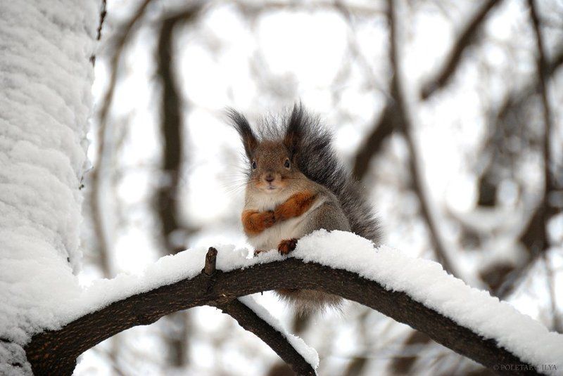 ... фото превью