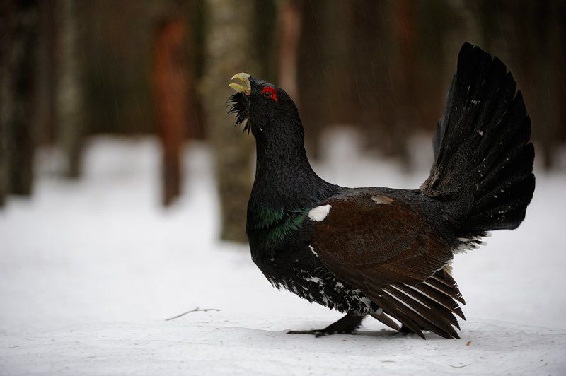 дождливое утро фото превью