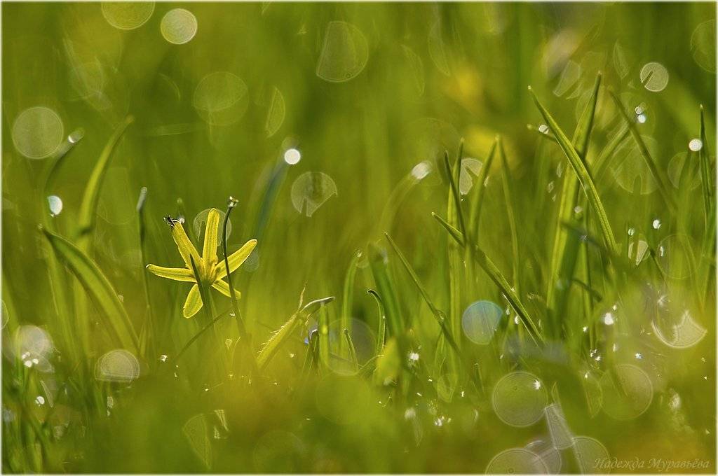 гусиный, лук, жёлтый, га́гея, жёлтая, gagea, lutea, Надежда Муравьёва