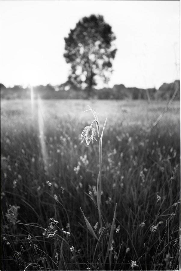 , Дитковский Евгений