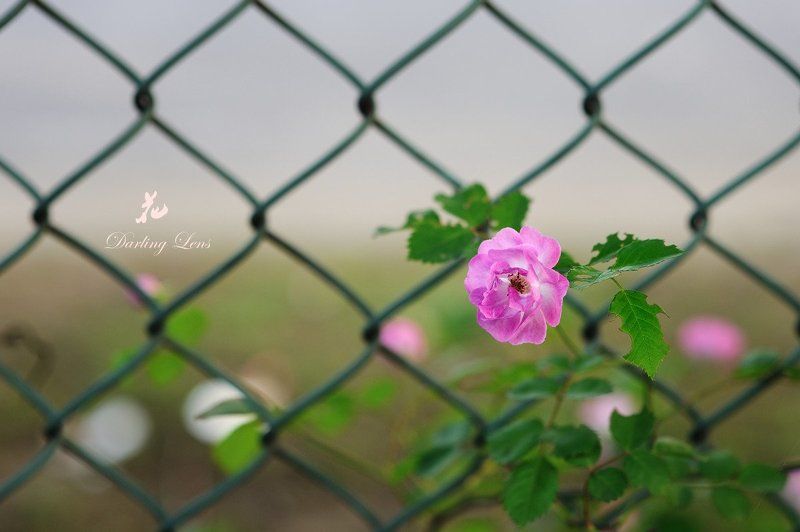 flower фото превью